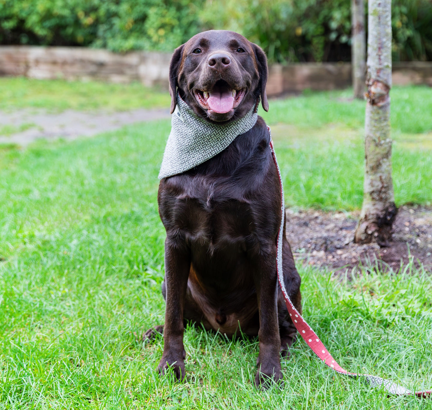 Dog Bandana: Fabric