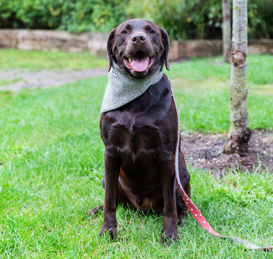 Dog Bandana: Fabric
