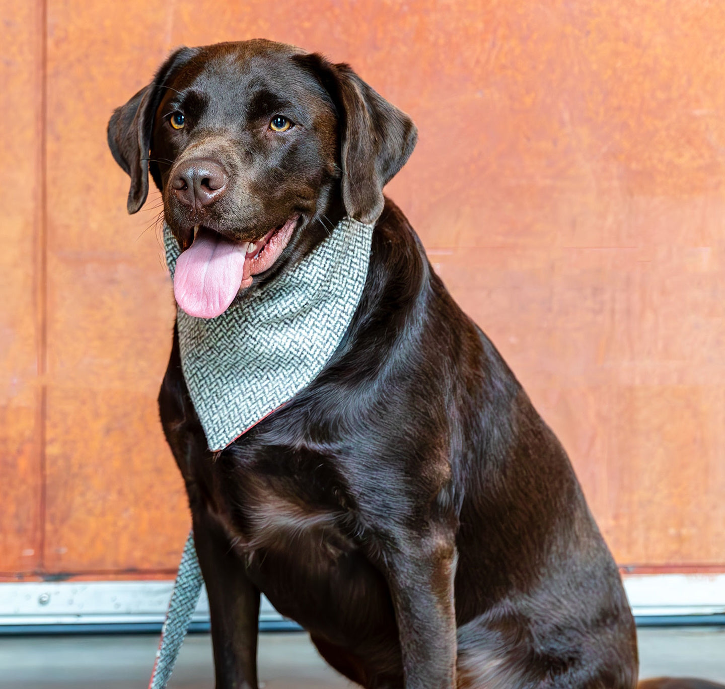 Dog Bandana: Fabric