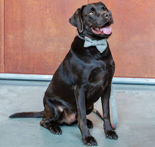 Dog Bow Tie: Fabric