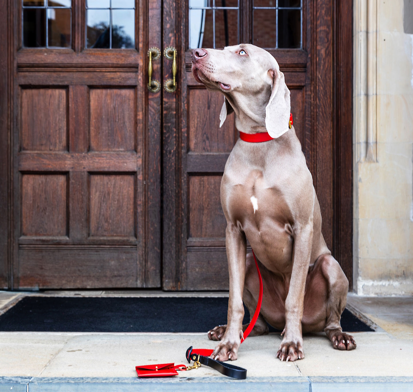 Dog Lead: Prone to Mischief