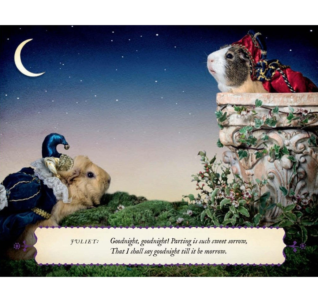 Guinea Pig Romeo & Juliet HB