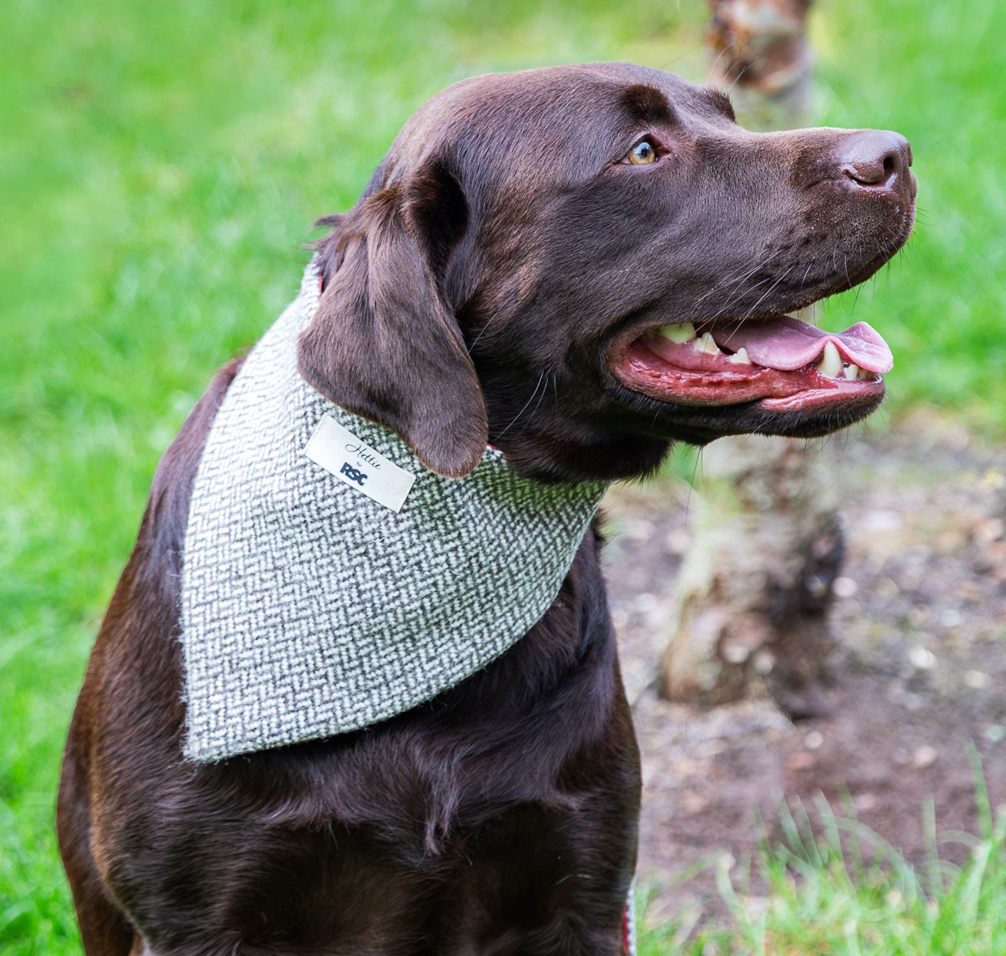 Dog Bandana: Fabric